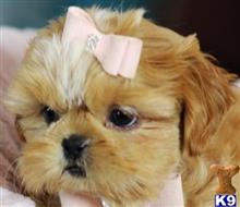 shih tzu puppy posted by tcuppuppiesforsale1