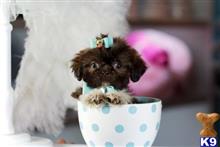 shih tzu puppy posted by tcuppuppiesforsale1