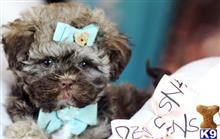 shih tzu puppy posted by tcuppuppiesforsale1