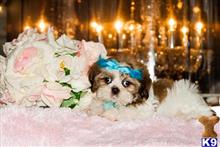 shih tzu puppy posted by tcuppuppiesforsale1