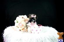 shih tzu puppy posted by tcuppuppiesforsale1