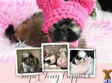 shih tzu puppy posted by tcuppuppiesforsale1