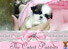 shih tzu puppy posted by tcuppuppiesforsale1