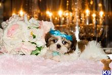 shih tzu puppy posted by tcuppuppiesforsale1