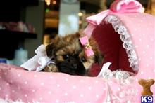 shih tzu puppy posted by tcuppuppiesforsale1