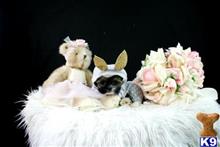 shih tzu puppy posted by tcuppuppiesforsale1