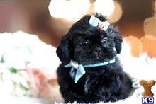shih tzu puppy posted by tcuppuppiesforsale1