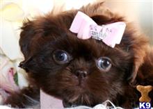 shih tzu puppy posted by tcuppuppiesforsale1