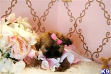 shih tzu puppy posted by tcuppuppiesforsale1
