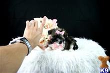 shih tzu puppy posted by tcuppuppiesforsale1