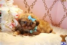 shih tzu puppy posted by tcuppuppiesforsale1