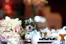 shih tzu puppy posted by tcuppuppiesforsale1