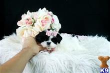 shih tzu puppy posted by tcuppuppiesforsale1