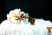shih tzu puppy posted by tcuppuppiesforsale1