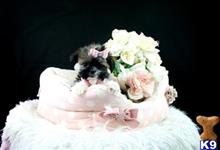 shih tzu puppy posted by tcuppuppiesforsale1