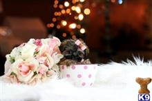 shih tzu puppy posted by tcuppuppiesforsale1
