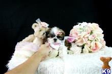 shih tzu puppy posted by tcuppuppiesforsale1