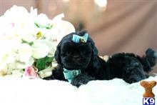 shih tzu puppy posted by tcuppuppiesforsale1