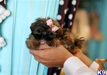 shih tzu puppy posted by tcuppuppiesforsale1