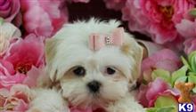 shih tzu puppy posted by tcuppuppiesforsale1