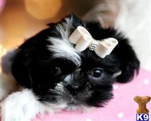 shih tzu puppy posted by tcuppuppiesforsale1