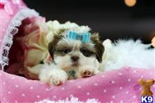 shih tzu puppy posted by tcuppuppiesforsale1