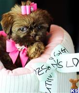 shih tzu puppy posted by tcuppuppiesforsale1