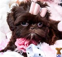 shih tzu puppy posted by tcuppuppiesforsale1