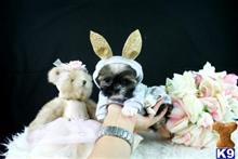 shih tzu puppy posted by tcuppuppiesforsale1