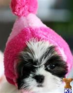 shih tzu puppy posted by tcuppuppiesforsale1