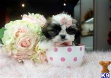 shih tzu puppy posted by tcuppuppiesforsale1