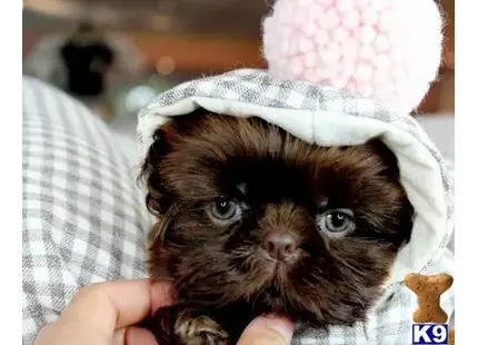 Shih Tzu