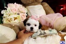 Shih Tzu