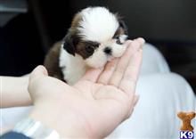 shih tzu puppy posted by tcuppuppiesforsale1