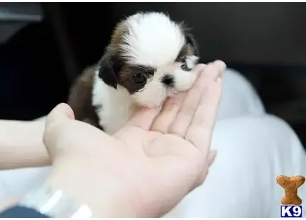 Shih Tzu