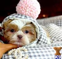 shih tzu puppy posted by tcuppuppiesforsale1