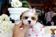 shih tzu puppy posted by tcuppuppiesforsale1