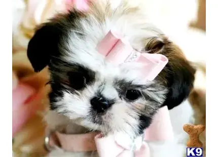 Shih Tzu