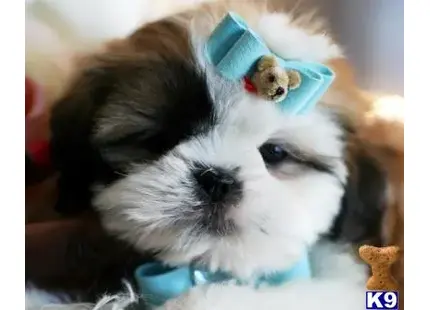 Shih Tzu