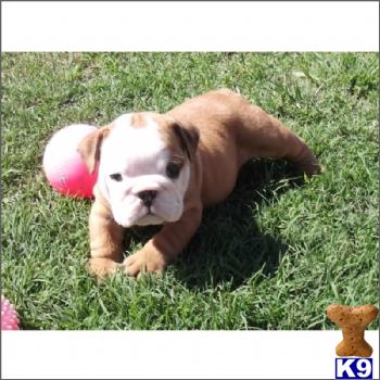 english bulldog puppy posted by tcuppuppiesforsale1