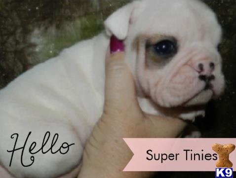 english bulldog puppy posted by tcuppuppiesforsale1