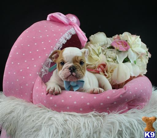 english bulldog puppy posted by tcuppuppiesforsale1