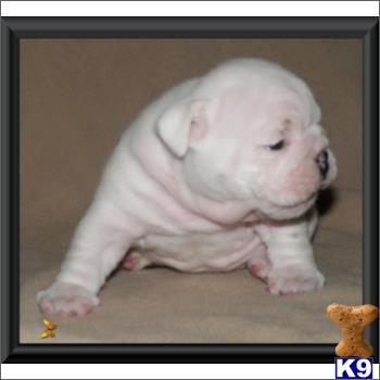 english bulldog puppy posted by tcuppuppiesforsale1