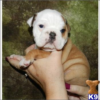 english bulldog puppy posted by tcuppuppiesforsale1