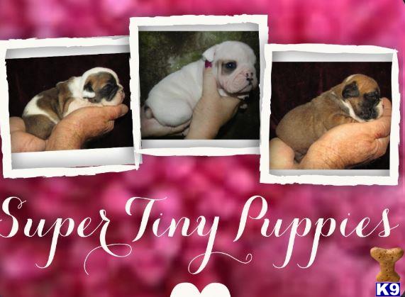 english bulldog puppy posted by tcuppuppiesforsale1