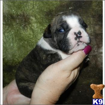 english bulldog puppy posted by tcuppuppiesforsale1