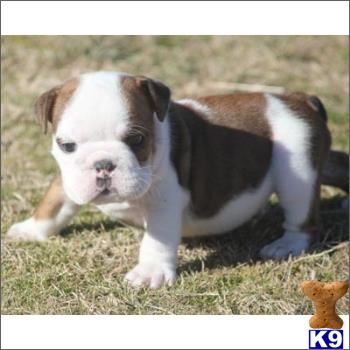english bulldog puppy posted by tcuppuppiesforsale1