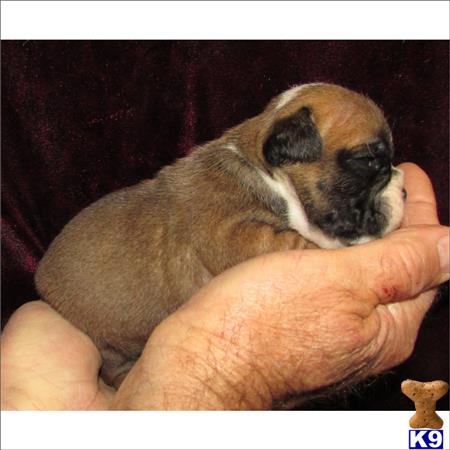 english bulldog puppy posted by tcuppuppiesforsale1
