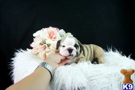 English Bulldog puppy for sale