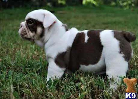 English Bulldog puppy for sale